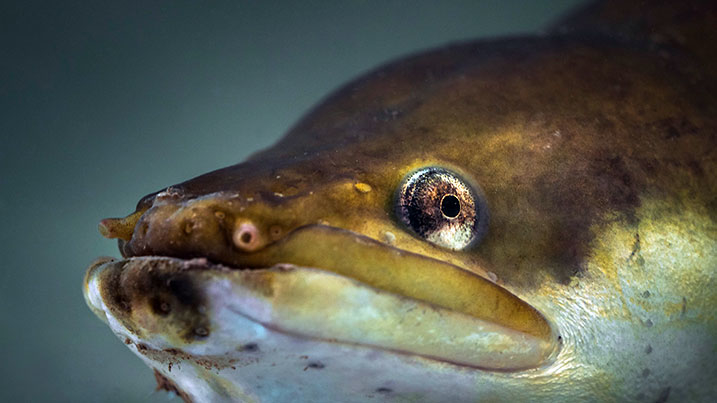 Endangered wetland species that still need our help - WWT