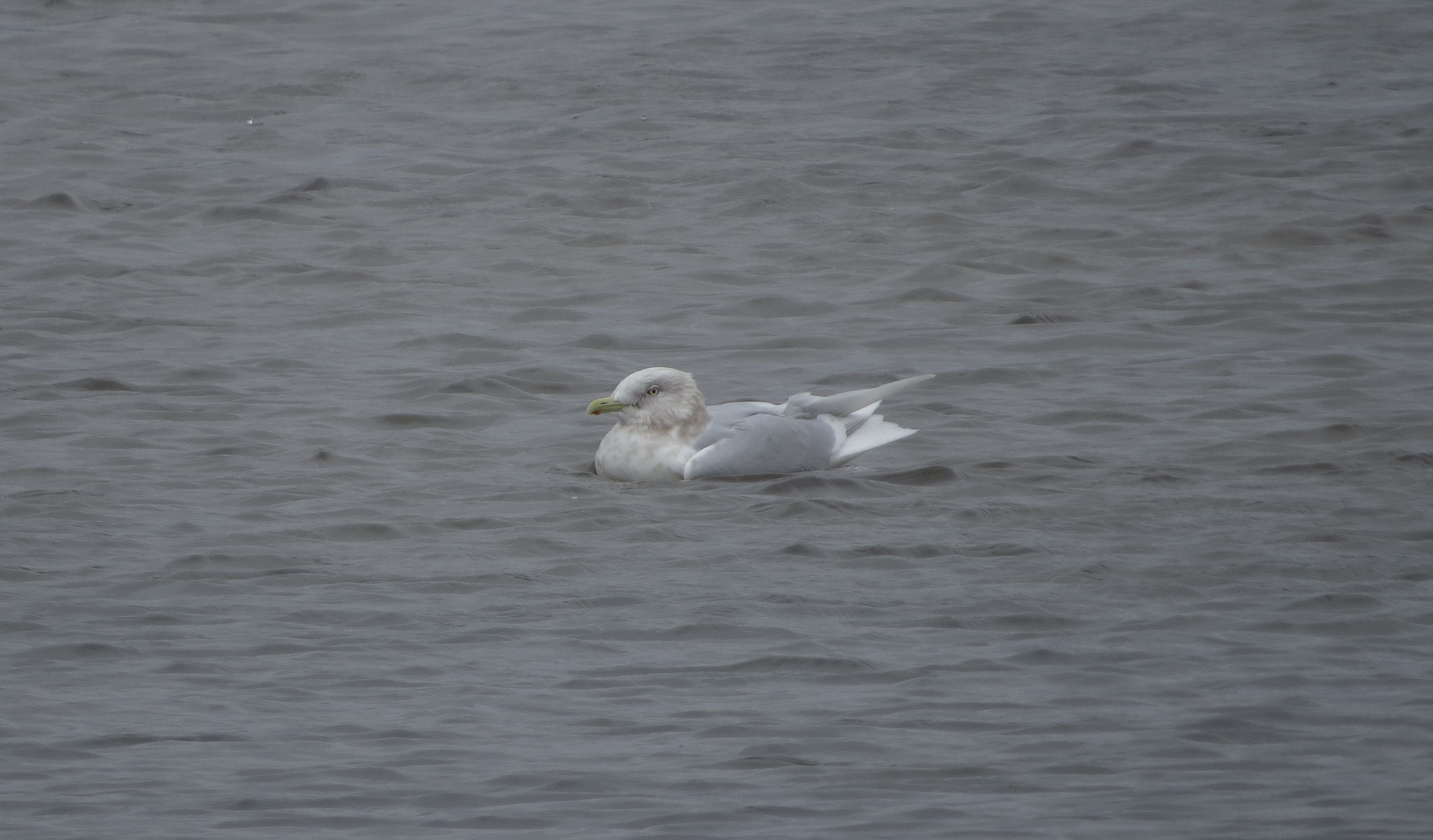 Wildlife sightings for 17th April 2022