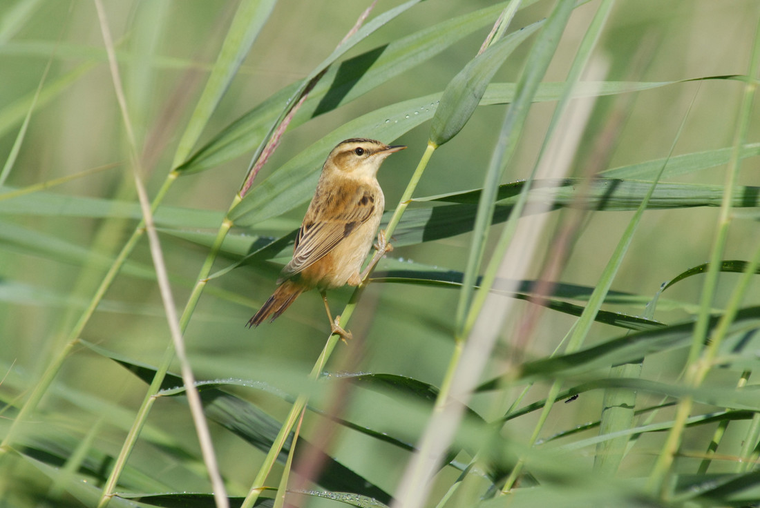 Welney sightings - 07/04/2021