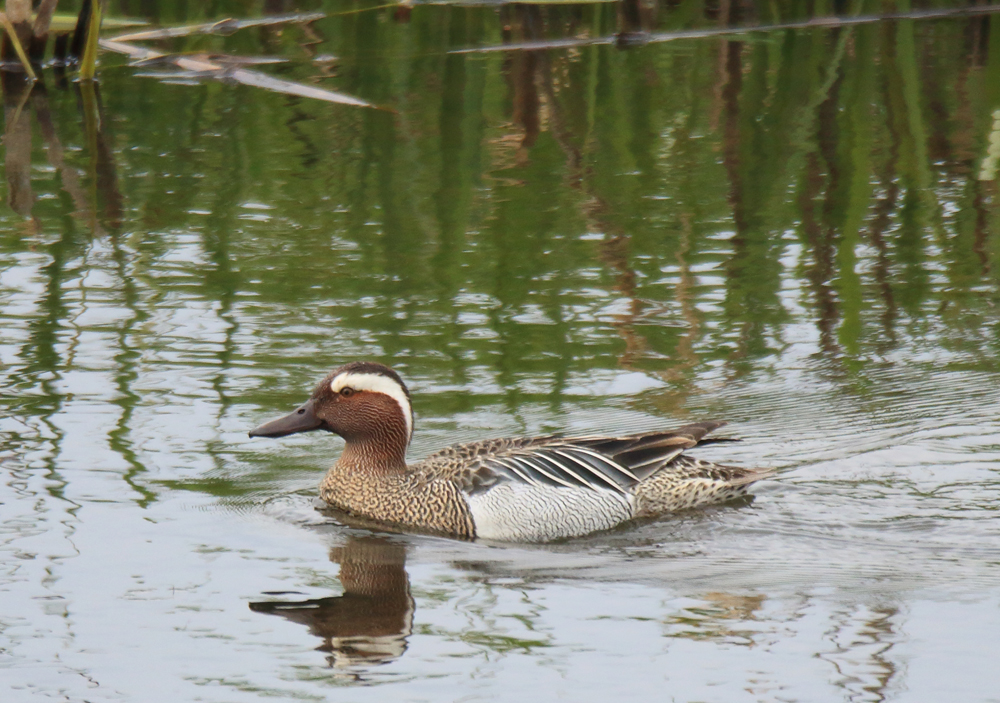 Welney Sightings - 14/05/2024