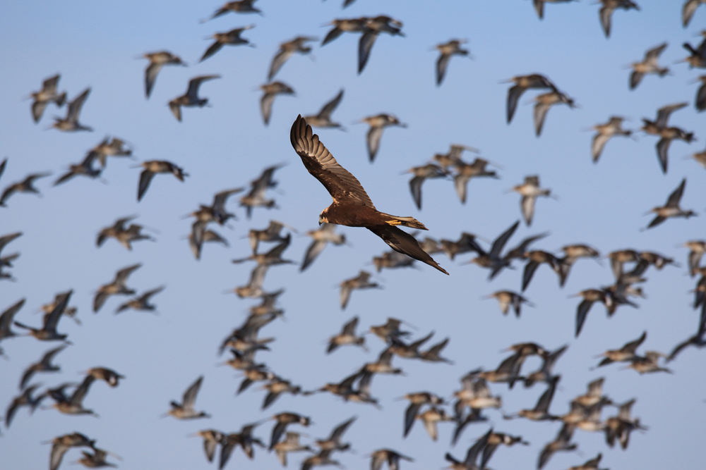 Wetland Bird Survey (WeBS Count) 11/03/2024