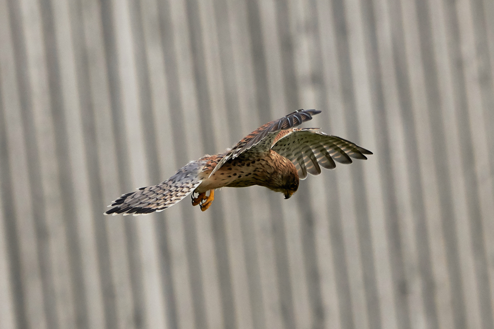Welney sightings - 09/05/2025
