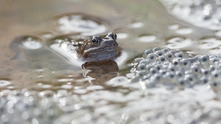 Common frogspawn