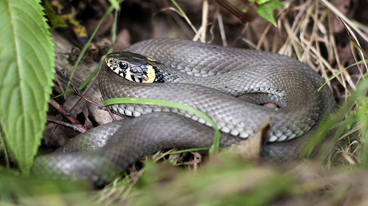 grass snake