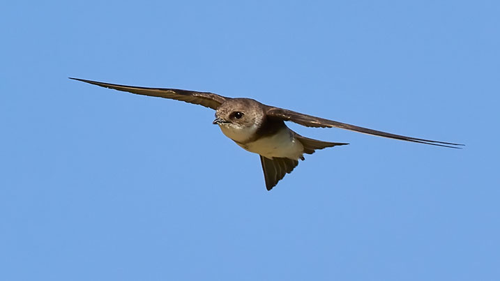 sand martin