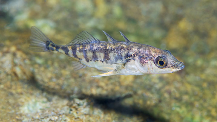 Three-spined stickleback