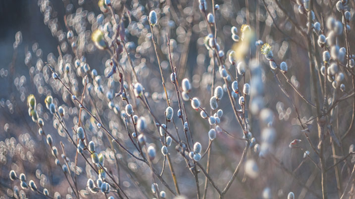 willow catkins