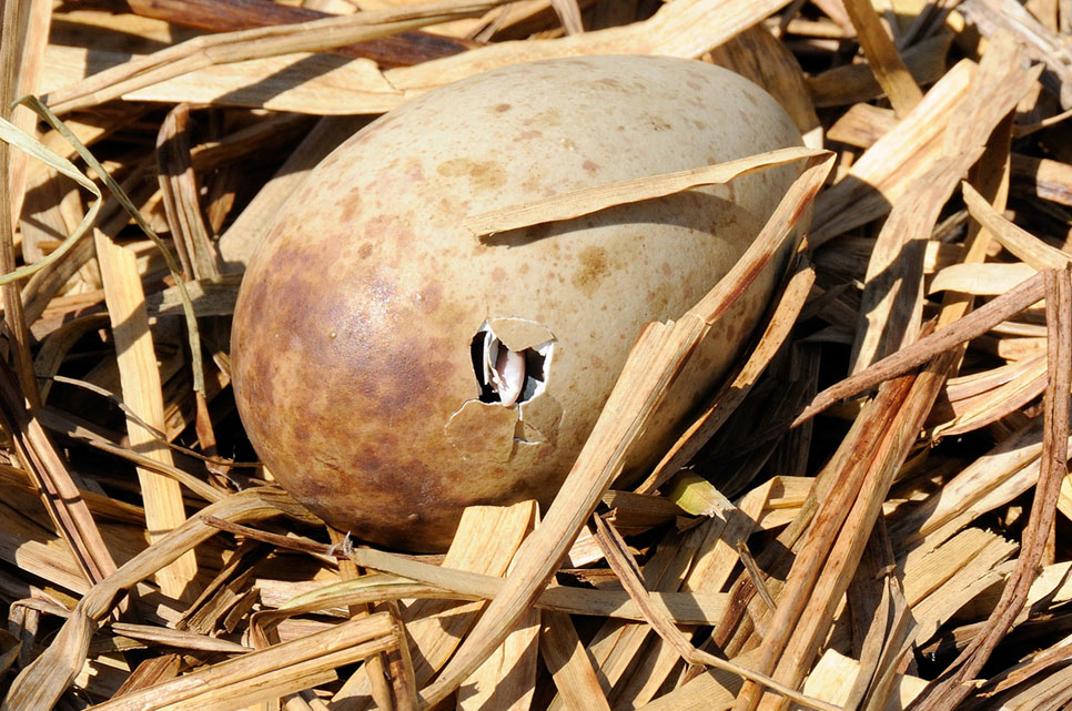 From egg to chick: how we hatch eggs for our conservation breeding programmes