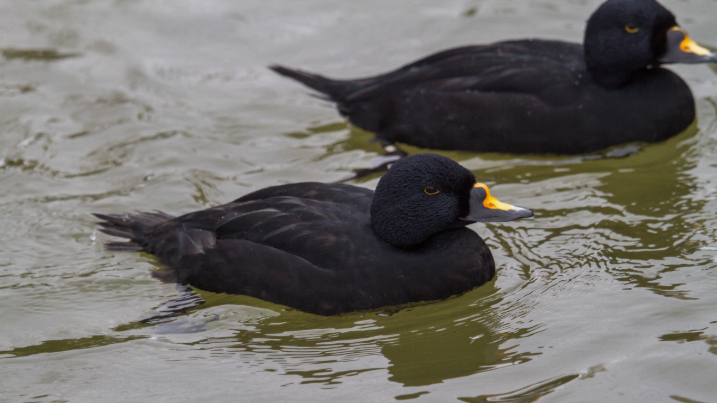 common scoter duck