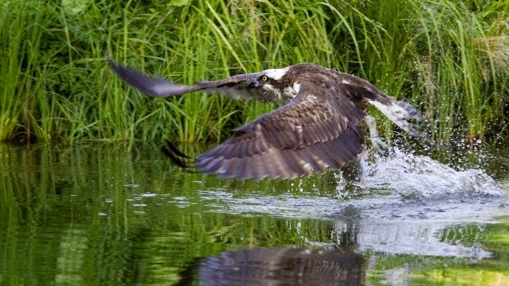 Osprey