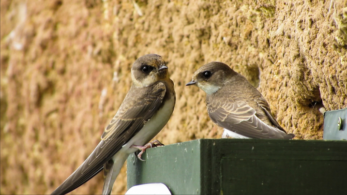 Sand martin