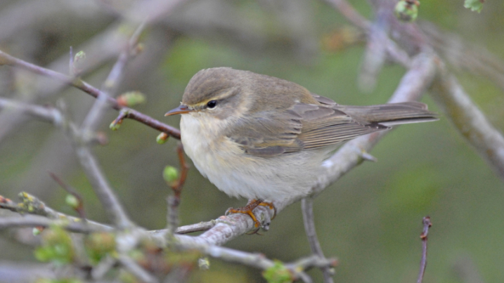 Willow warbler