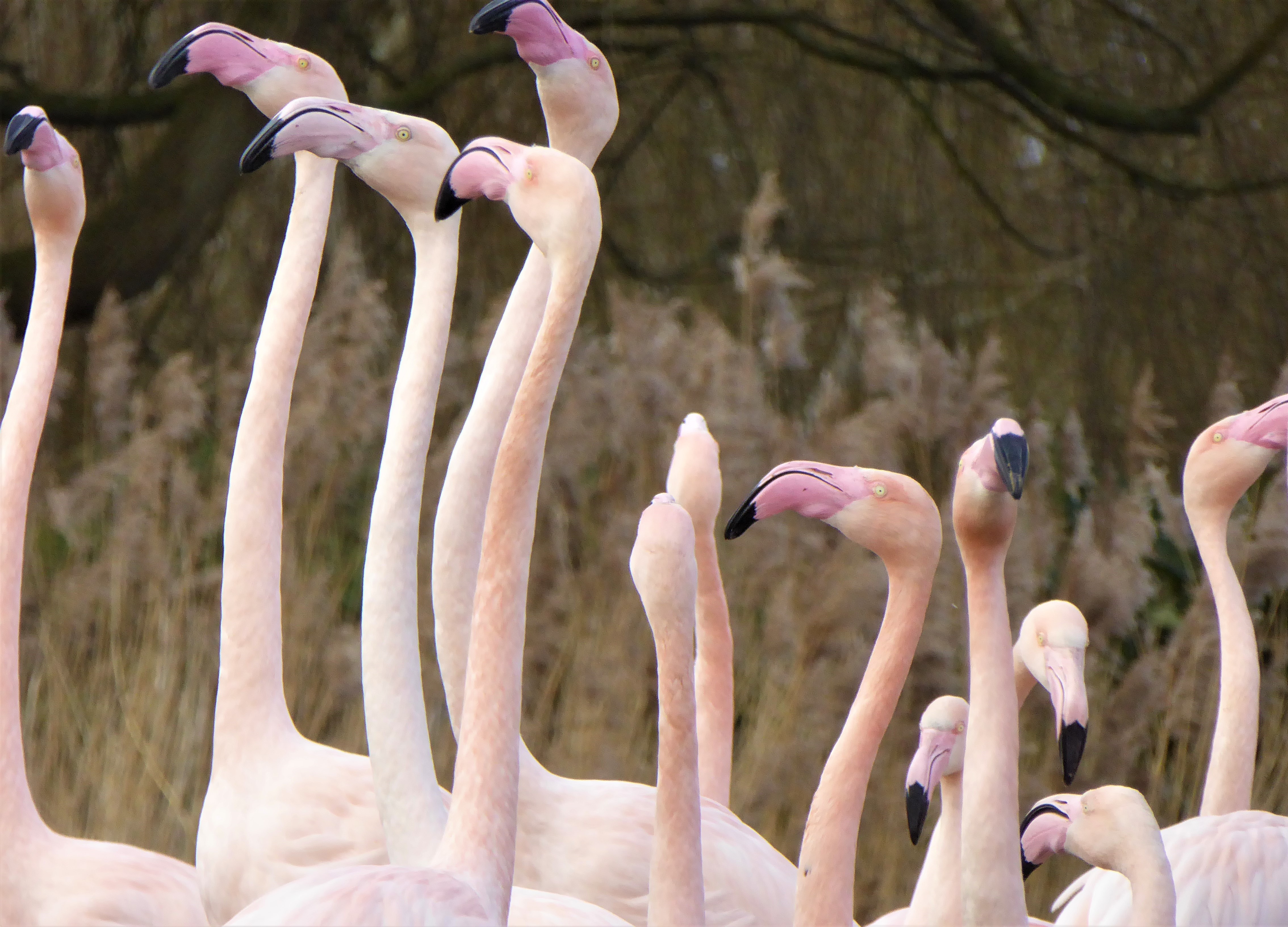 Closed but still caring on International Flamingo Day