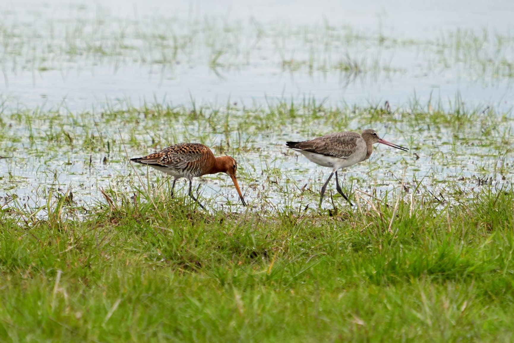 Welney Sightings - 31/03/2024