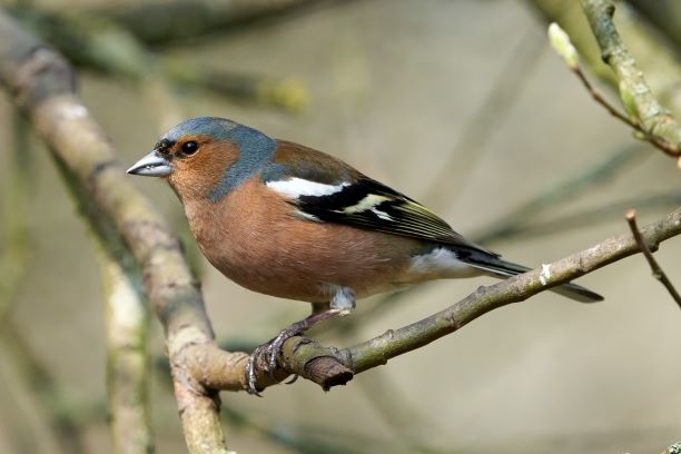 Welney sightings - 31/03/2021