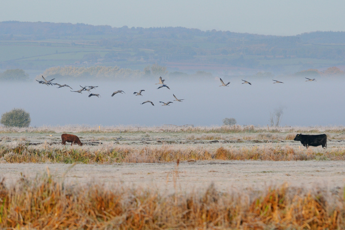 UK crane population reaches its highest level for over 400 years