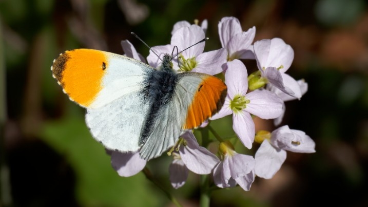 A male orange tip butterfly on cuckoo flower