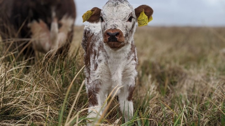 A longhorn heifer named Hope