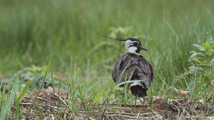 A lapwing proudly safeguarding its nesting area