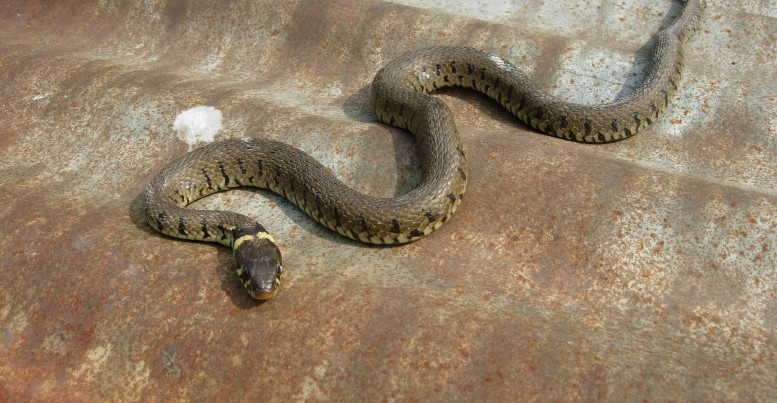 A grass snake