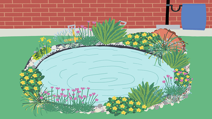 How Do I Make My Pond Wildlife Friendly?
