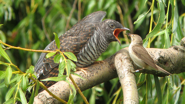 Common cuckoo