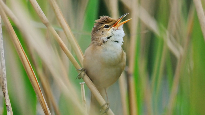 Reed warbler