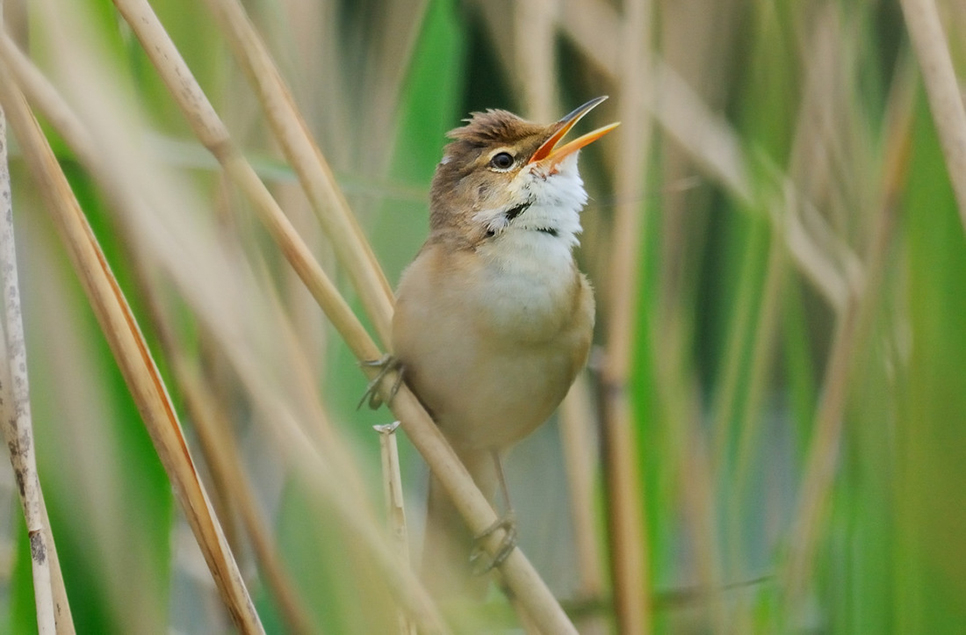 Identifying common bird calls at home