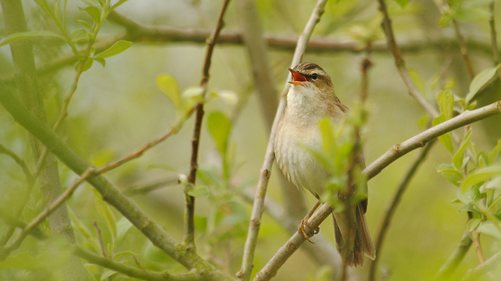 Sedge warbler (Acrocephalus schoenobaenus)