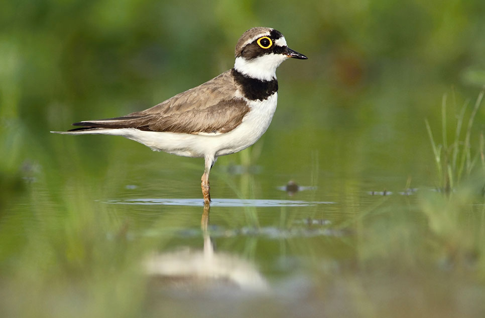 Little ringed plover