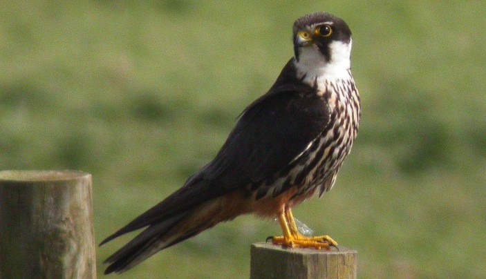 Hobby (Falco Subbuteo)