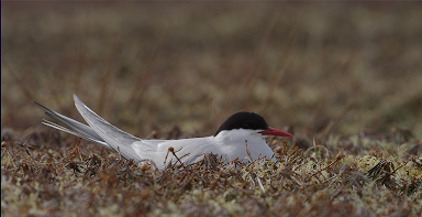 Arctic tern