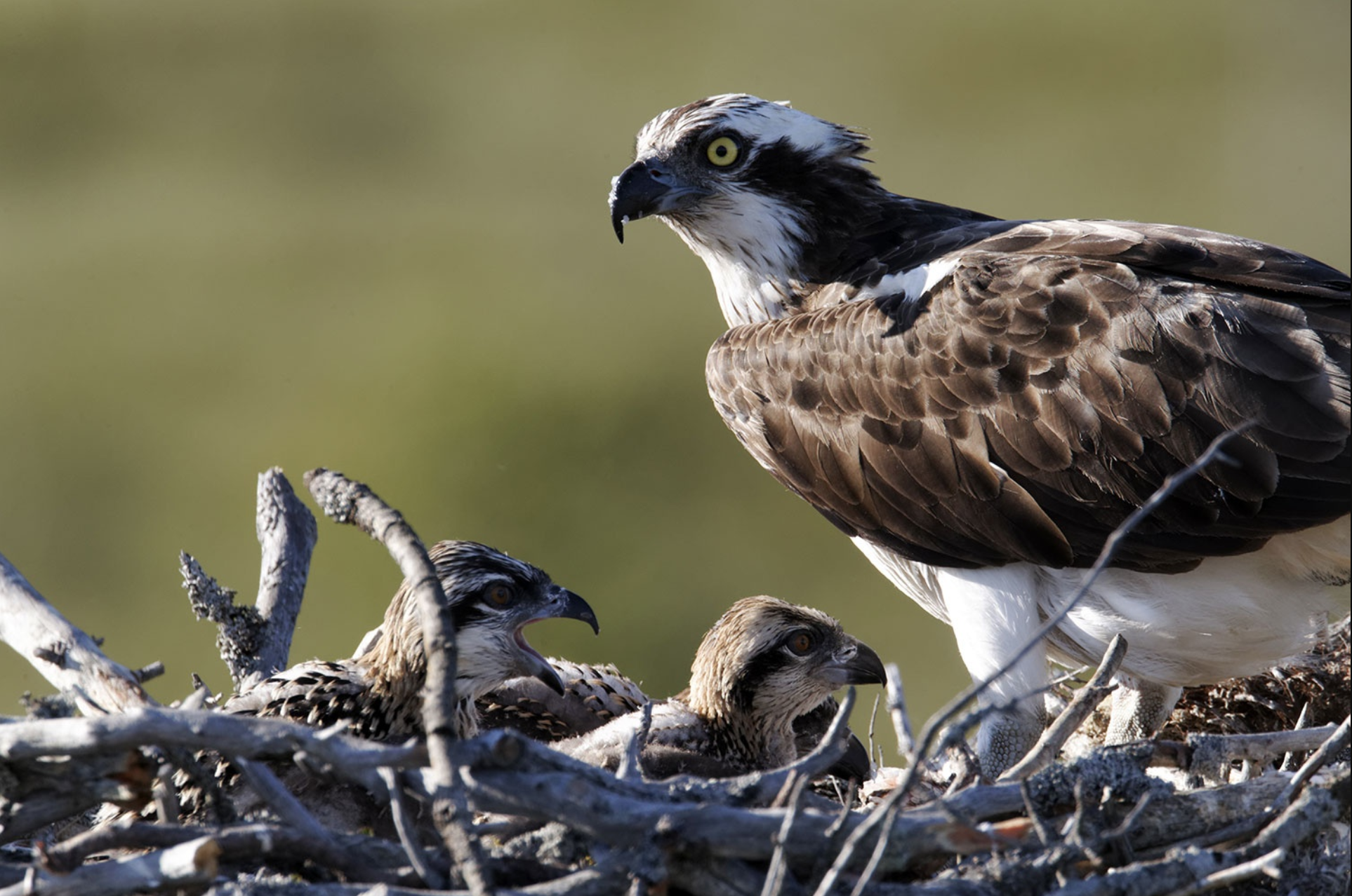 Which wetland birds migrate to the UK in spring?