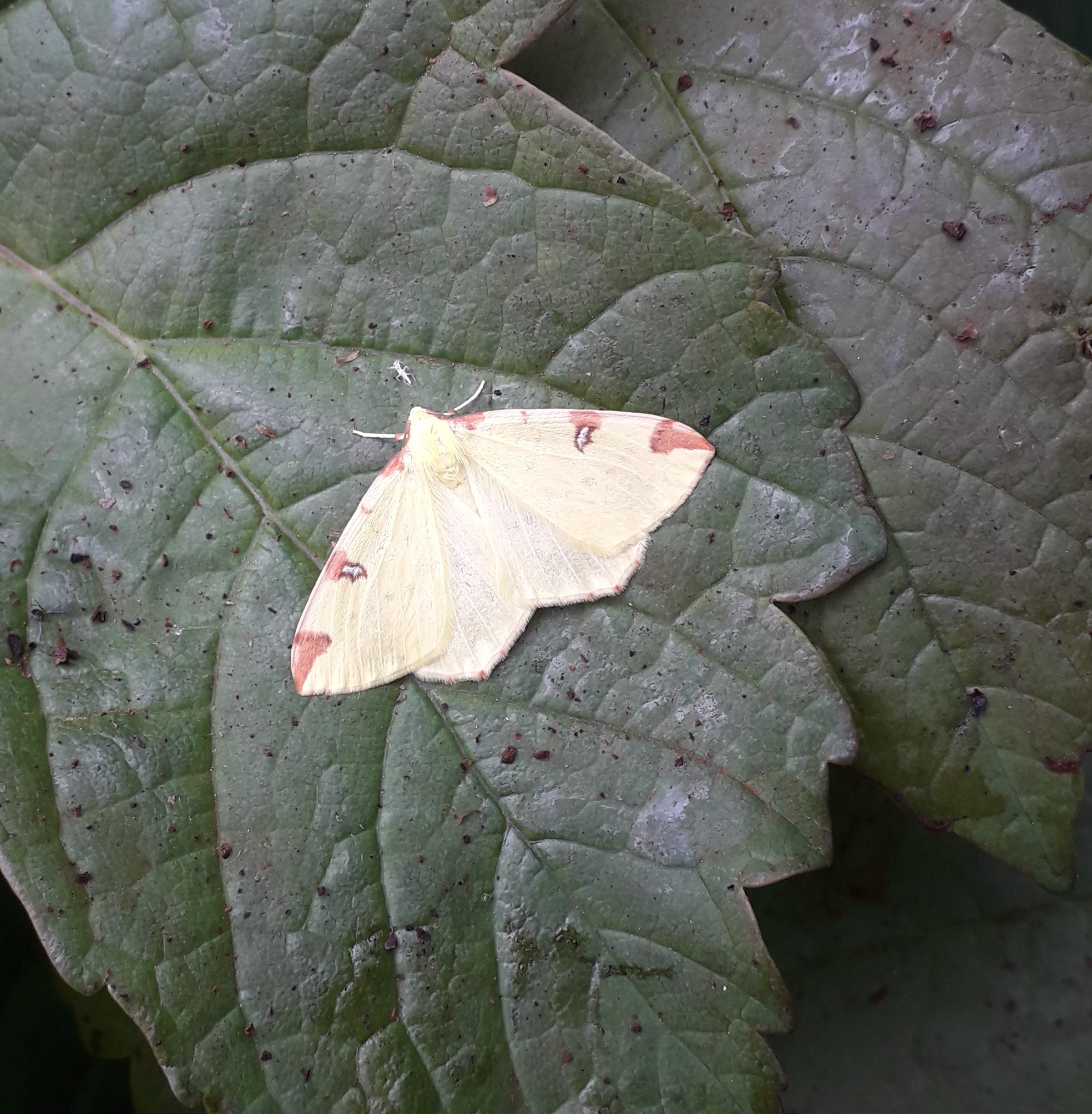Moth Survey Results - 25/08/2026