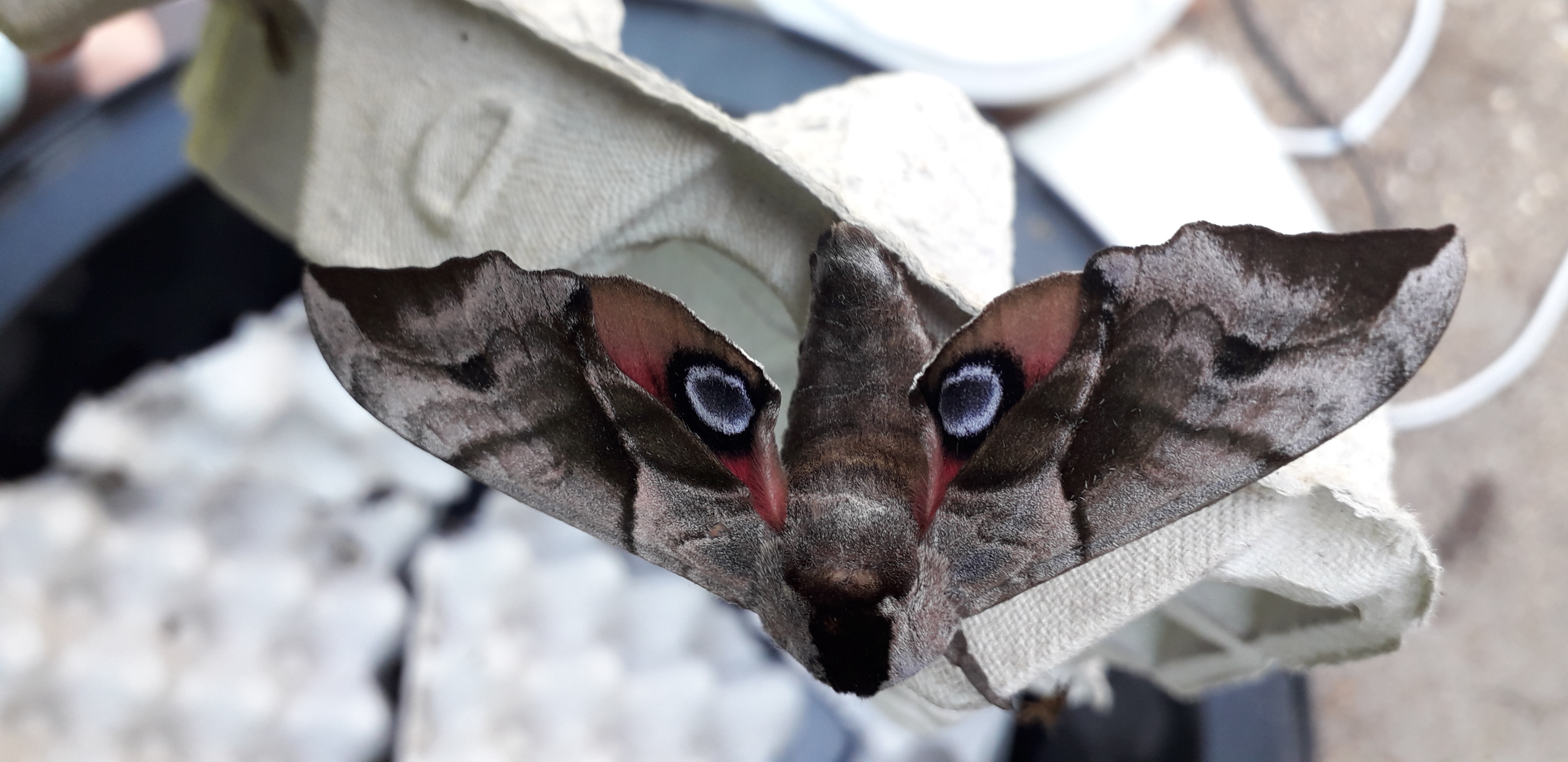 Moth Survey Results - 16/06/2026