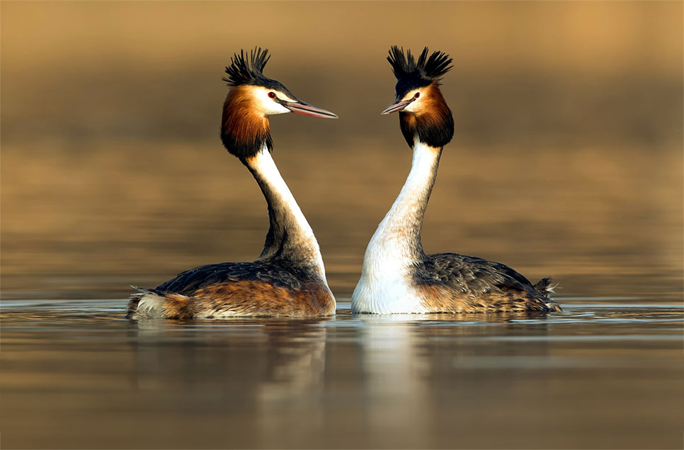 While humans are away, the birds put on a display