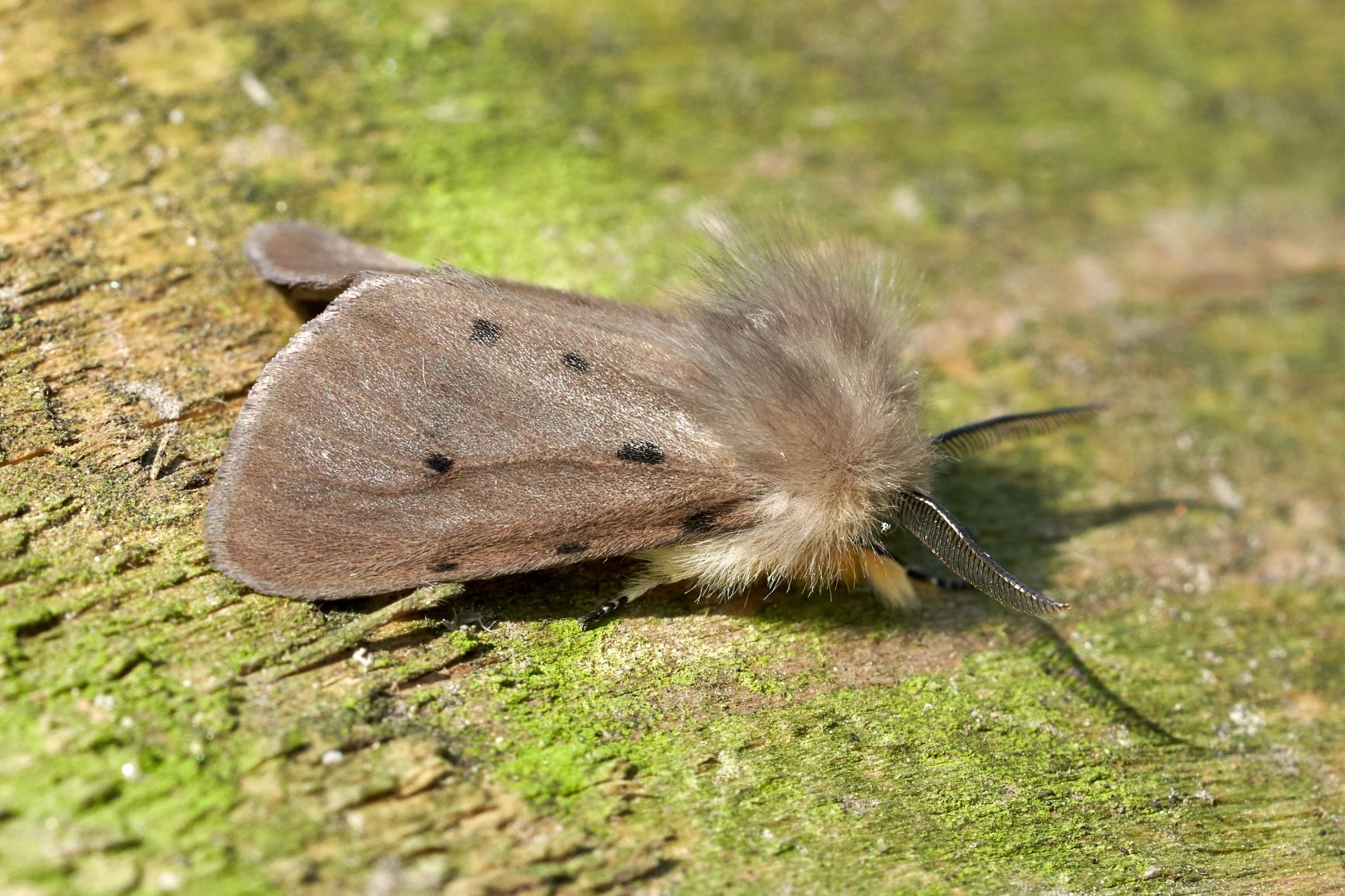 Moth Survey Results - 21/04/2026