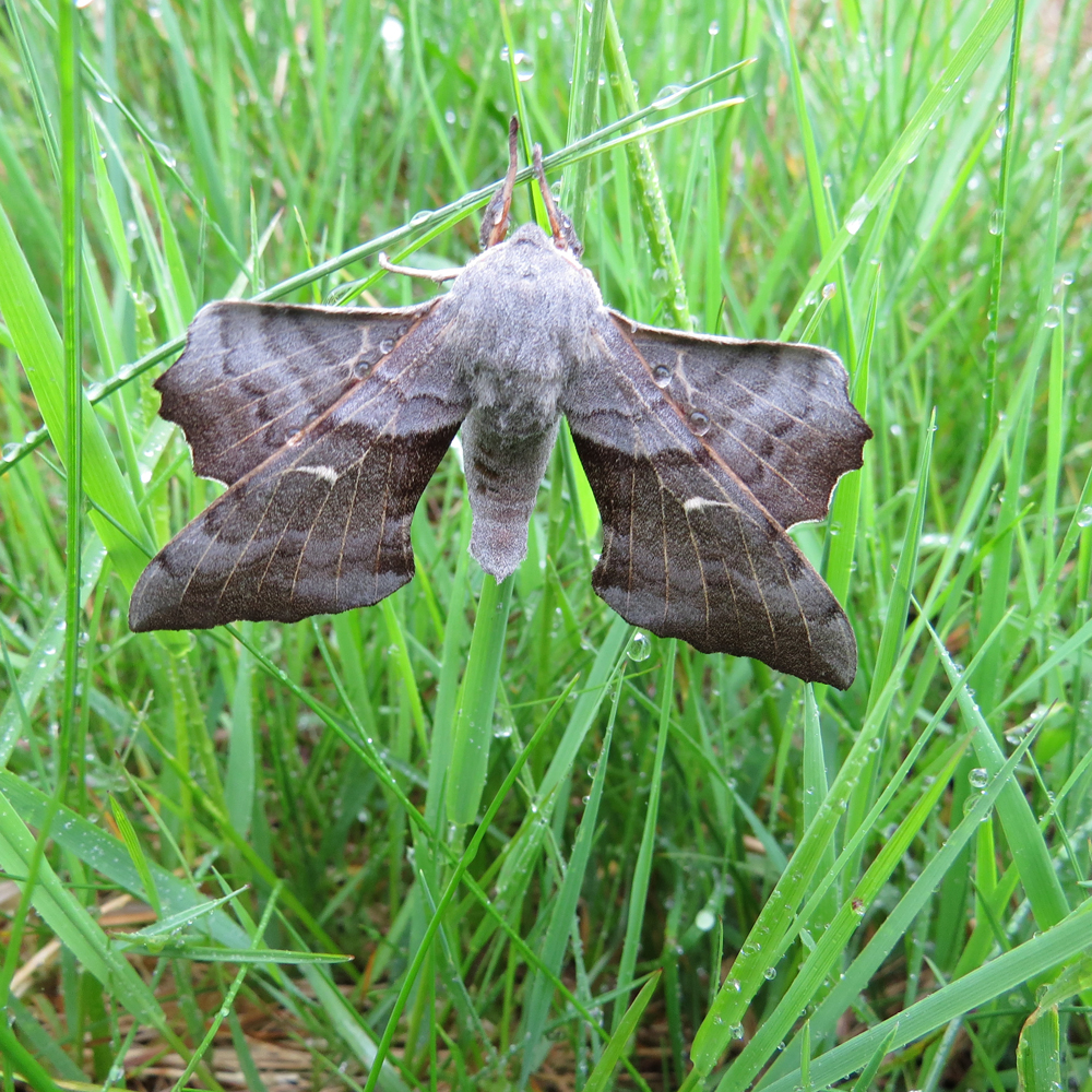 Moth Survey results - 07/07/2026