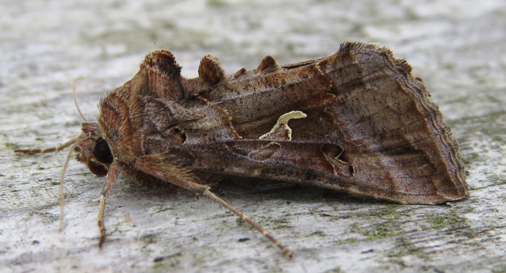 Moth Survey Results - 15/09/2026