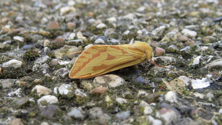 Moth Survey Results - 21/10/25