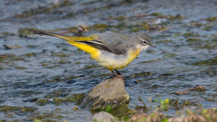 Yellow Wagtail