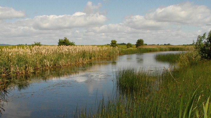 Slimbridge in summer