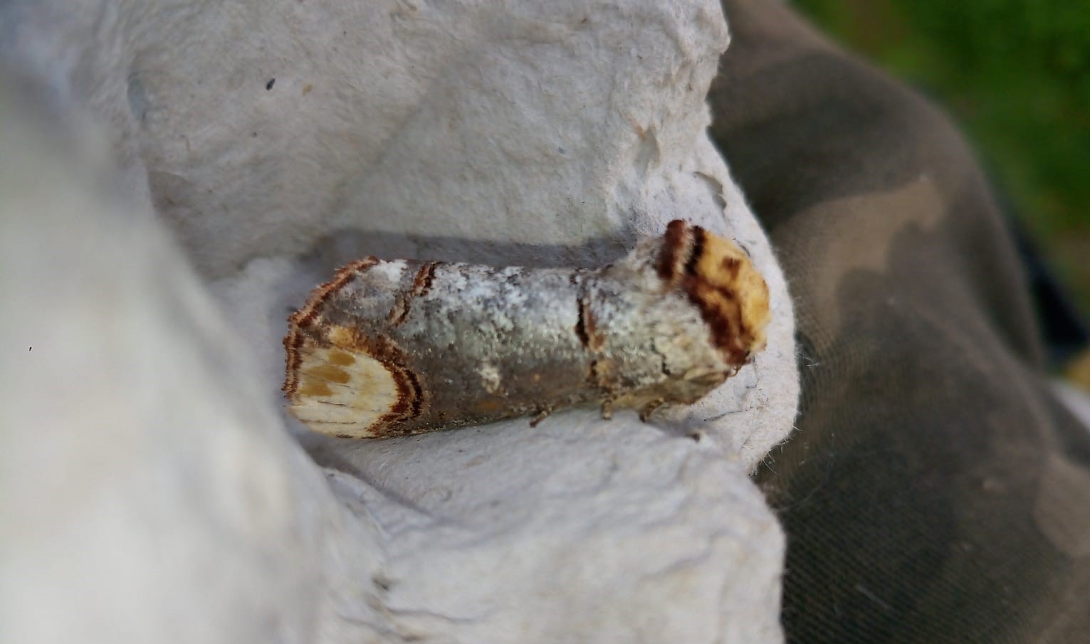 Moth Survey Results - 23/06/2026