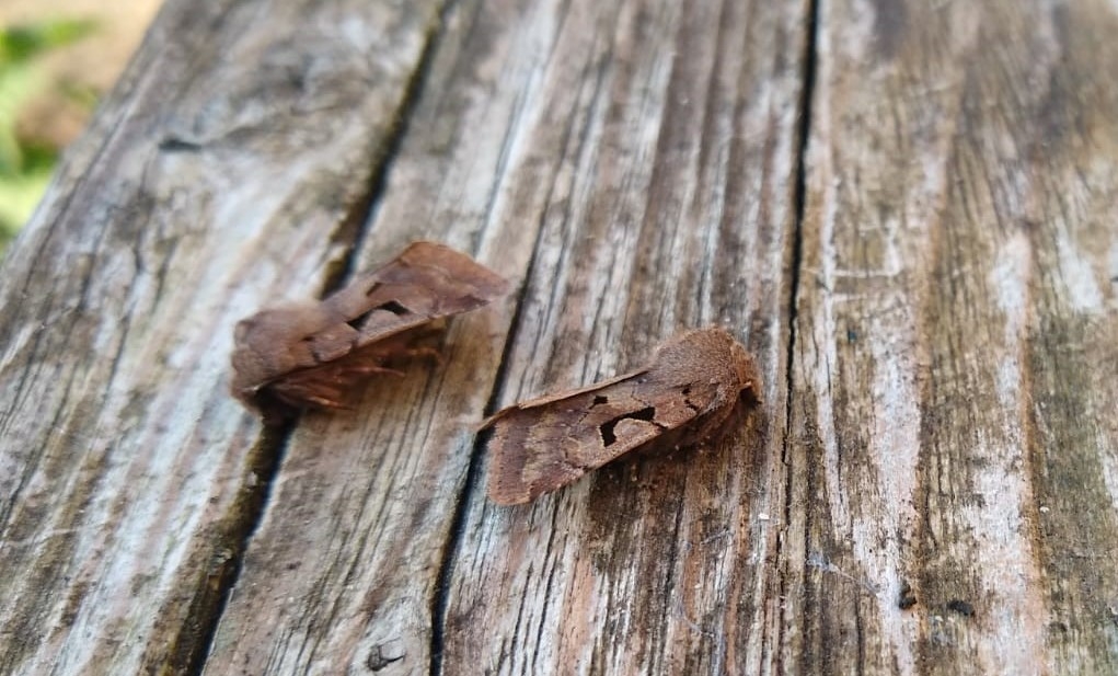 Moth Survey Results - 31/03/2026