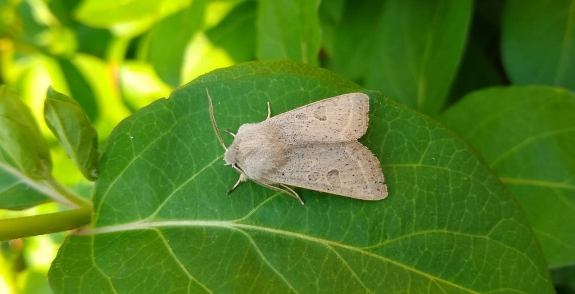 Moth Survey Results - 14/04/2026