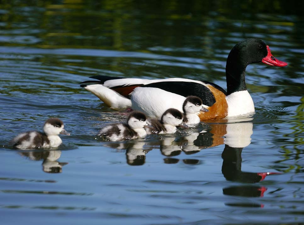 Latest wildlife news and Spring Migration roundup to 28 May