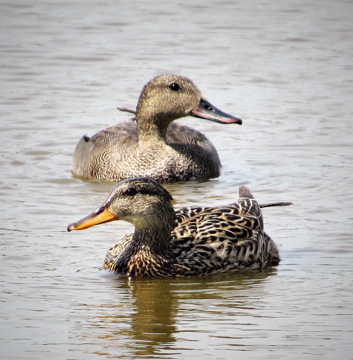 Recent Sightings - 31st May 2020