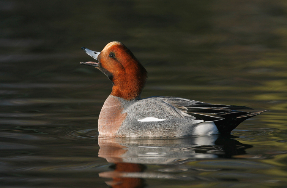 Why do birds sing, and what do their calls mean?