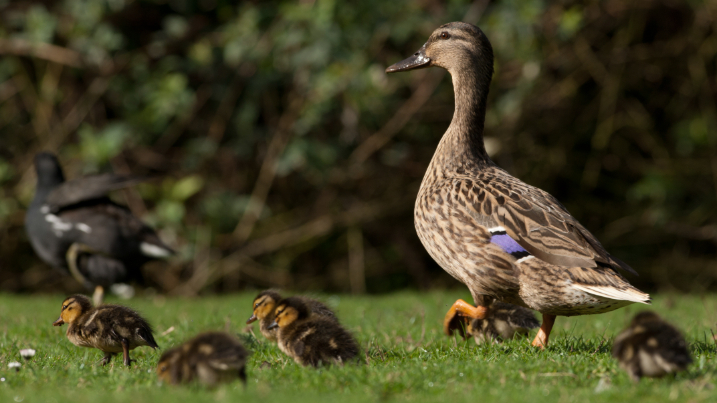When do mallard ducklings appear? - WWT