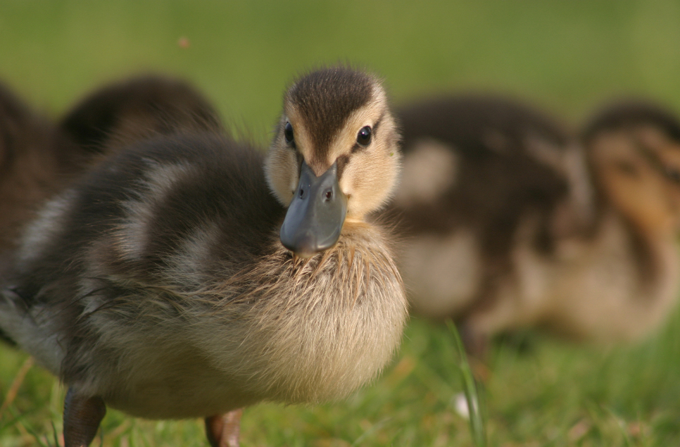 When do mallard ducklings appear?